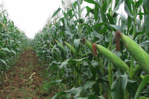 秋菜玉米种植技术,通常在7月下旬播种为宜