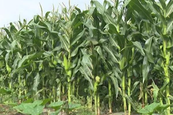 秋菜玉米种植技术,通常在7月下旬播种为宜