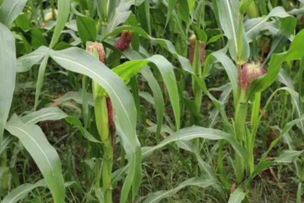 秋菜玉米种植技术,通常在7月下旬播种为宜