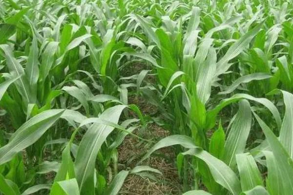 秋菜玉米种植技术,通常在7月下旬播种为宜