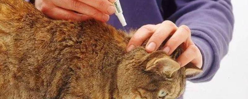 养猫多久做一次体外驱虫