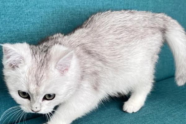 养猫多久做一次体外驱虫,夏季每个月做一次