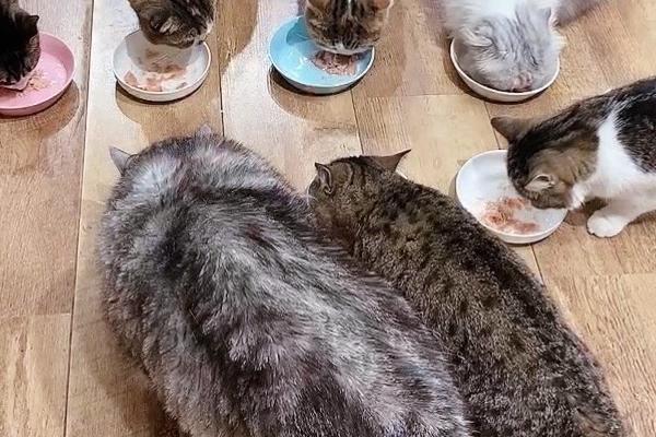 养猫多久做一次体外驱虫,夏季每个月做一次