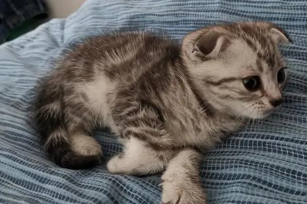 养猫多久做一次体外驱虫,夏季每个月做一次