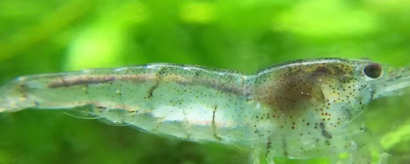 黑壳虾的适宜水温
