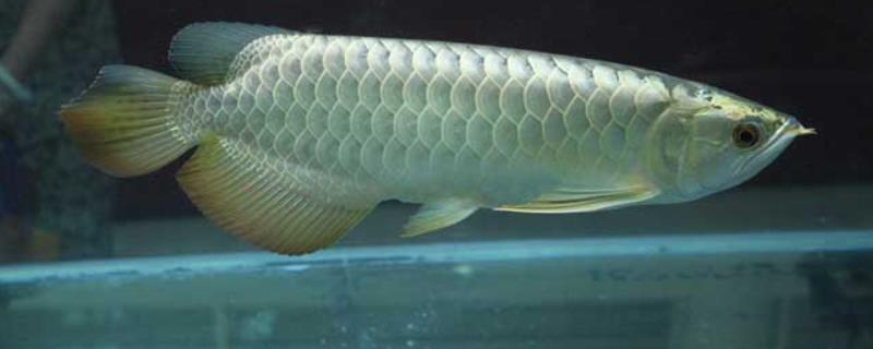 银龙鱼沉底不游的原因