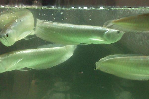 银龙鱼沉底不游的原因,水质不佳或缺少光照都会导致