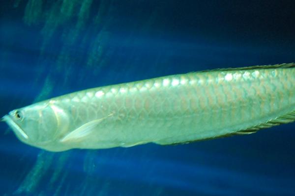 银龙鱼沉底不游的原因,水质不佳或缺少光照都会导致