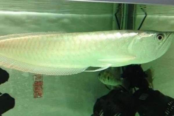 银龙鱼沉底不游的原因,水质不佳或缺少光照都会导致