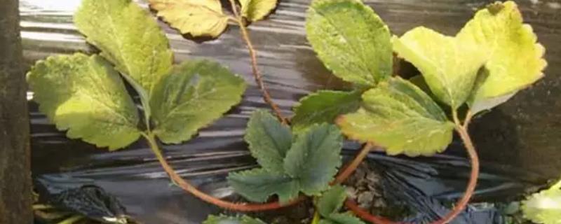 草莓芽线虫的防治方式