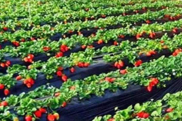 草莓芽线虫的防治方式,育苗期间需加强防治