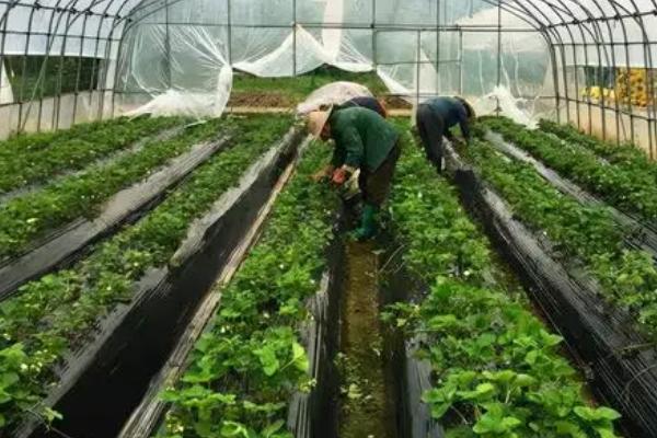 草莓芽线虫的防治方式,育苗期间需加强防治