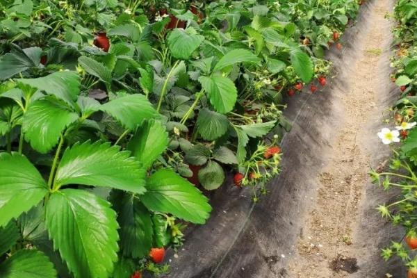 草莓芽线虫的防治方式,育苗期间需加强防治