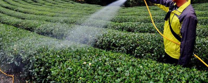 怎么制作叶面肥