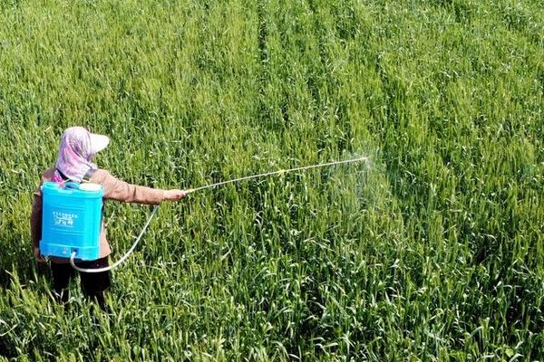 氧乐果和乐果的区别,氧乐果是高毒药物、乐果是中毒药物