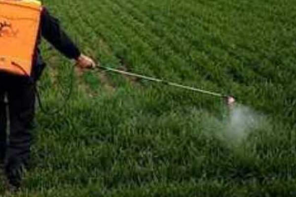 氧乐果和乐果的区别,氧乐果是高毒药物、乐果是中毒药物