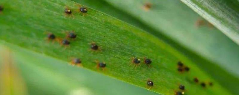 玉米红蜘蛛有哪些症状