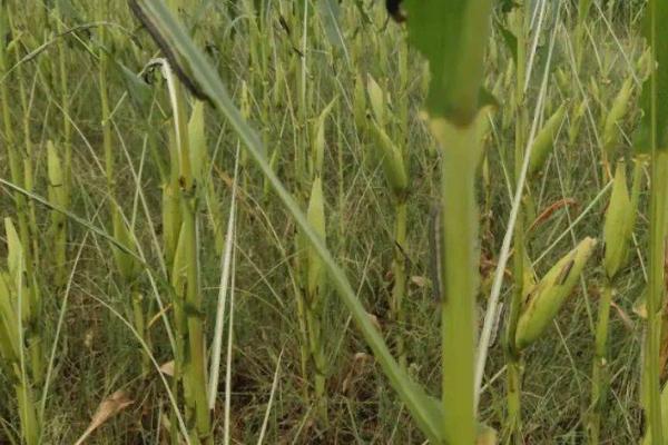 玉米红蜘蛛,一般发生在抽穗之后