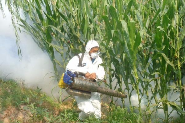 玉米红蜘蛛,一般发生在抽穗之后