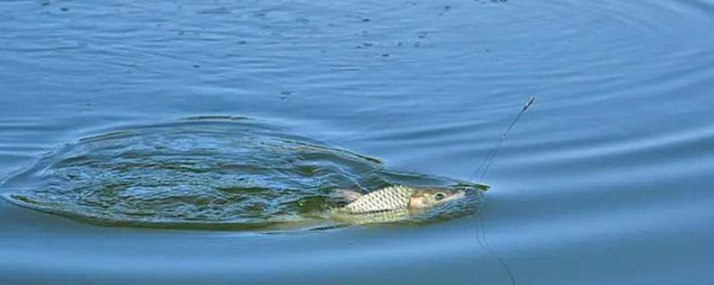夏天鲫鱼喜欢腥的还是香的饵料
