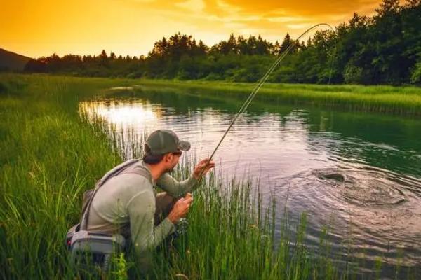 夏天鲫鱼喜欢腥的还是香的饵料,大部分用的都是香的