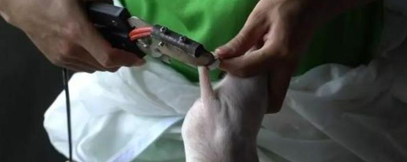 小猪尾巴什么时候剪合适