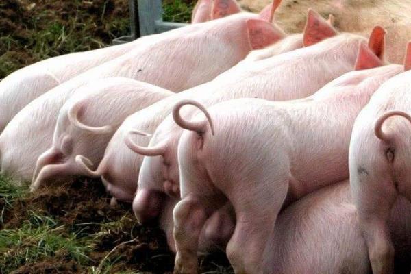 小猪尾巴什么时候剪合适,出生后的24小时内剪为佳