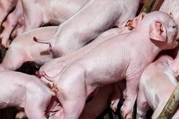 小猪尾巴什么时候剪合适,出生后的24小时内剪为佳