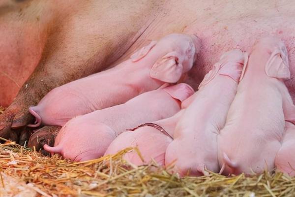 小猪尾巴什么时候剪合适,出生后的24小时内剪为佳