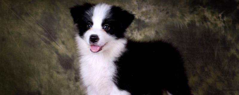 边牧怎么训练坐