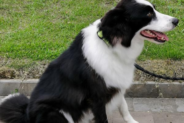 边牧怎么训练坐,做得好要奖励