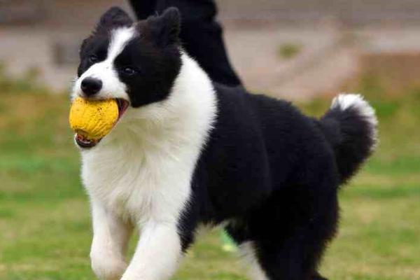 边牧怎么训练坐,做得好要奖励