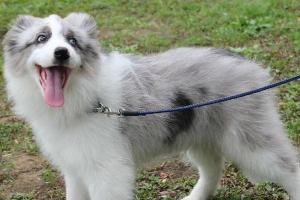 边牧怎么训练坐,做得好要奖励