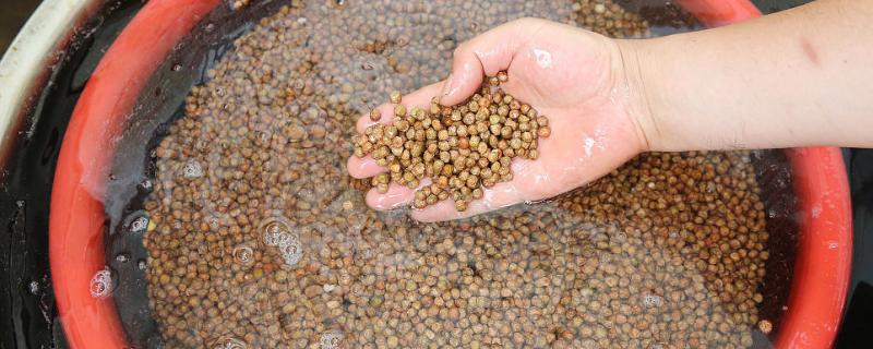 如何快速让蔬菜种子发芽