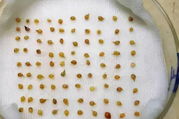 如何快速让蔬菜种子发芽,包裹至电热毯中经过2-3天即可完成催芽