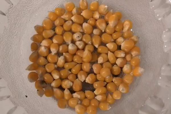 如何快速让蔬菜种子发芽,包裹至电热毯中经过2-3天即可完成催芽