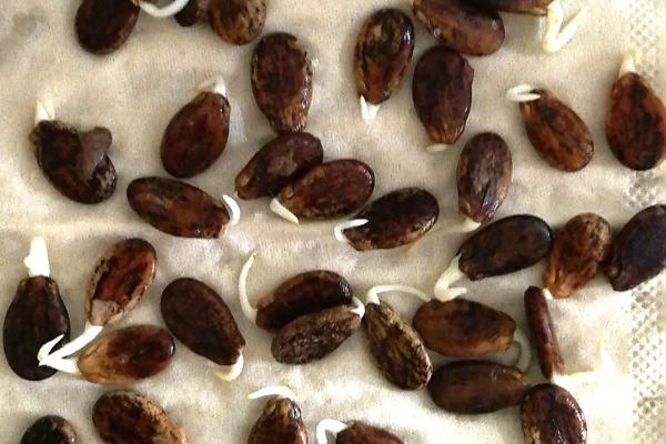 如何快速让蔬菜种子发芽,包裹至电热毯中经过2-3天即可完成催芽