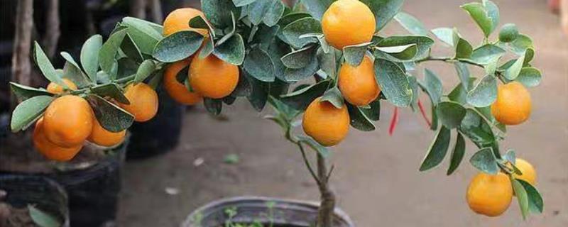 沙糖桔能否在家里种植