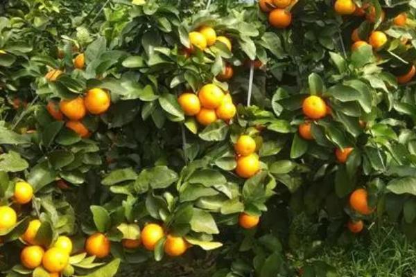 沙糖桔能否在家里种植,可以在4-5月份、9-11月份等时间段种植