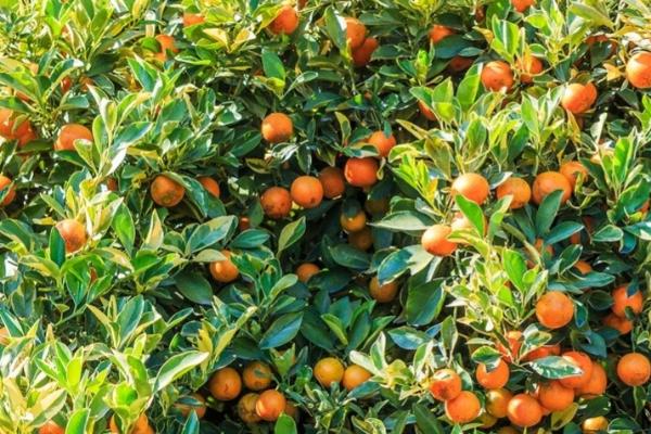沙糖桔能否在家里种植,可以在4-5月份、9-11月份等时间段种植