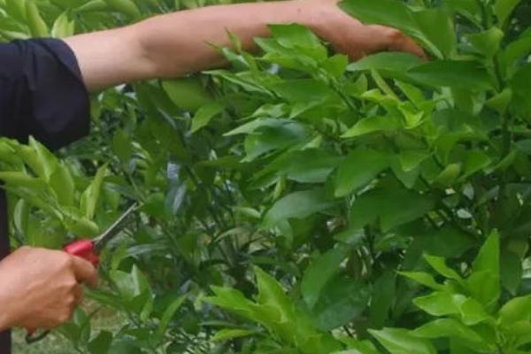 沙糖桔能否在家里种植,可以在4-5月份、9-11月份等时间段种植