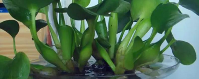 水葫芦怎么养殖以及要注意什么