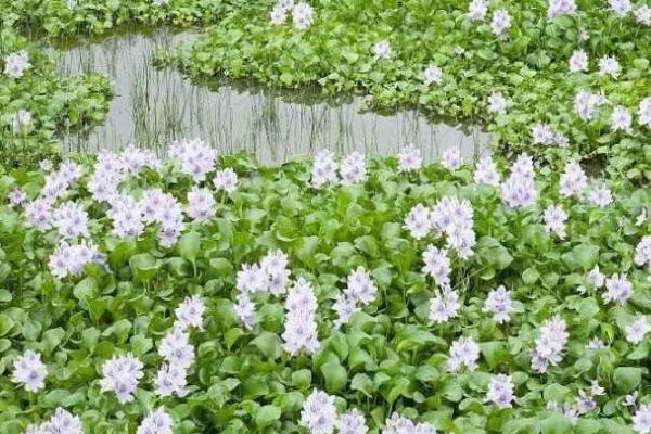 水葫芦怎么养殖以及要注意什么,水培为宜