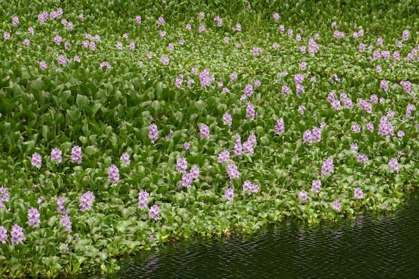 水葫芦怎么养殖以及要注意什么,水培为宜