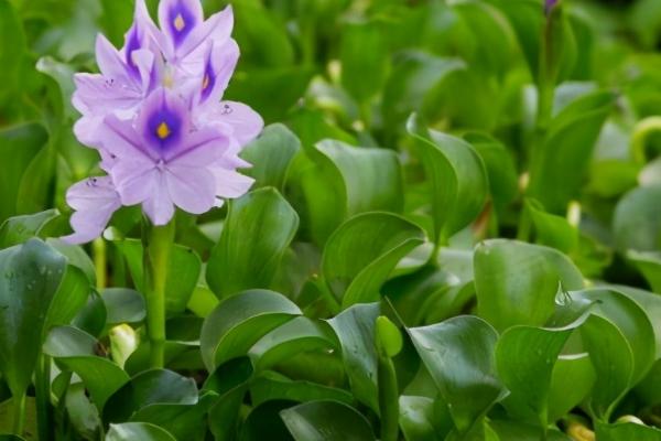 水葫芦怎么养殖以及要注意什么,水培为宜