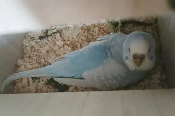 虎皮鹦鹉孵蛋多长时间才能出壳,一般需要18天左右