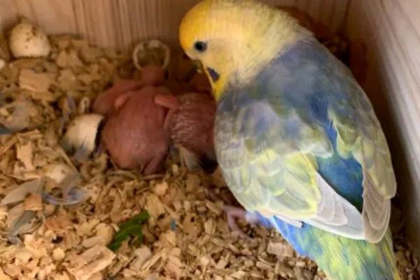 虎皮鹦鹉孵蛋多长时间才能出壳,一般需要18天左右