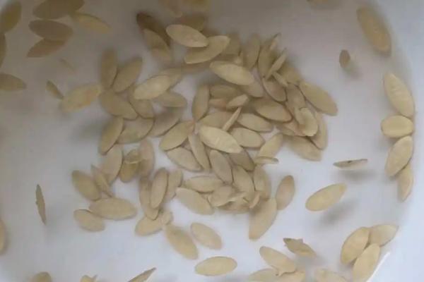 怎么选择黄瓜种子,使用往年种植过的品种更放心