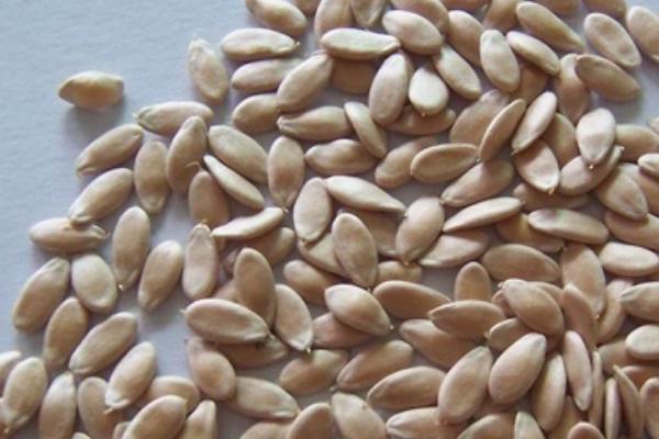 怎么选择黄瓜种子,使用往年种植过的品种更放心