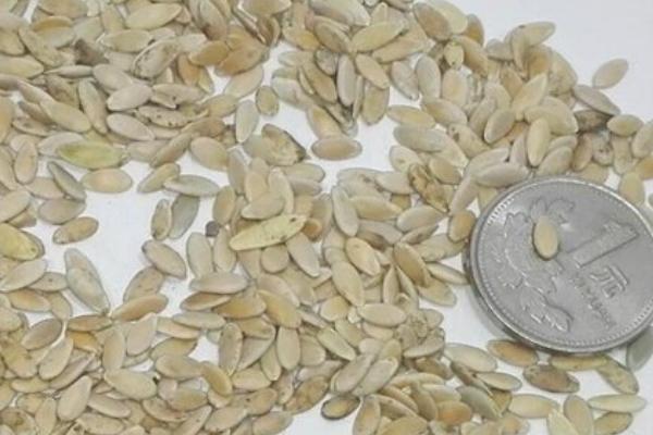 怎么选择黄瓜种子,使用往年种植过的品种更放心